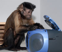 Monkey loading a CD into disc player