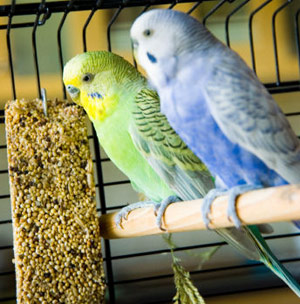 Two parakeets in a cage