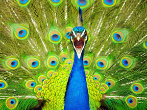 Peacock yelling