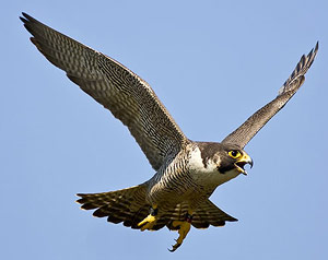 Peregrine falcon flying