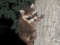 raccoon-782060.jpg