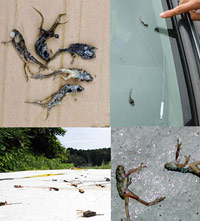 Dead tadpoles and frogs on the concrete in Japan