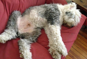 Lazy sheepdog laying on the couch with crotch open