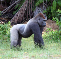 Silverback gorilla in the wild