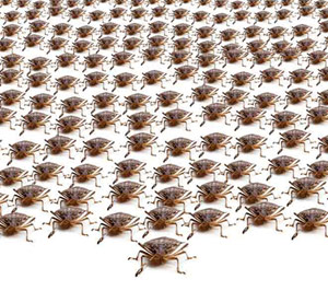 Stink Bug Army - lots of stink bugs crawling