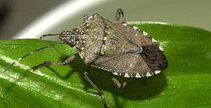 Stink bug on a leaf