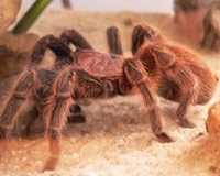 Tarantula spider