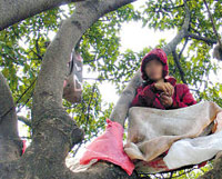 Guy sleeping in a tree