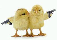 Two chickens holding guns