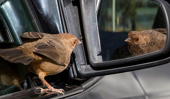 Bird on a car window rearview mirror