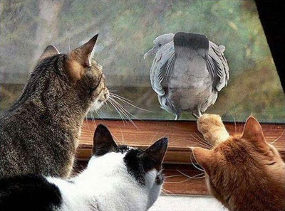 Three cats looking at a bird's butt through a window