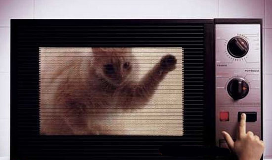 Cat inside microwave
