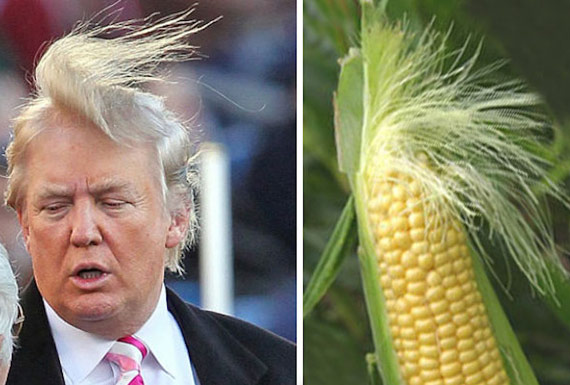 Donald Trump's hair looks like a corn stalk