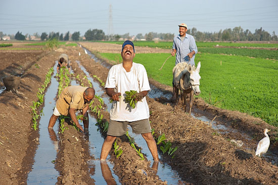 Farmer of organic lettuce in the field