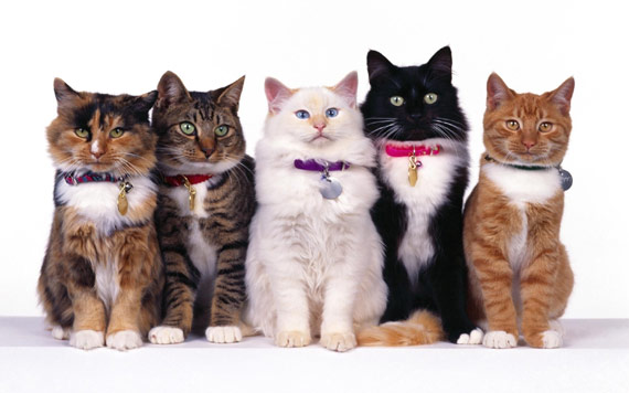 five-cats-household.jpg