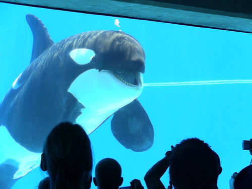 Killer whale in captivity