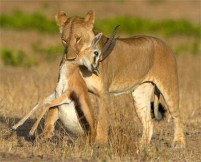 Lion eating a gazelle in the wild