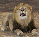 Lion roaring in Africa