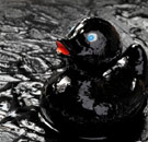 Oil spill rubber duck