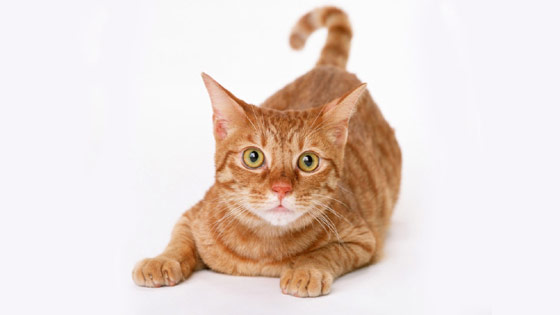 Orange tabby cat posing