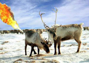 Reindeer farting