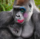 Gorilla in sexy makeup