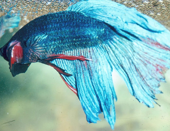 Dead Siamese Fighting Fish 