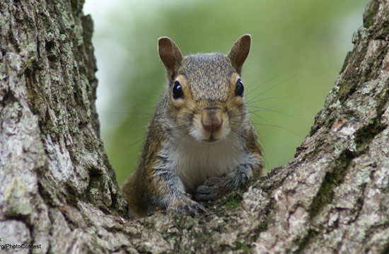 Squirrel under an oak tree