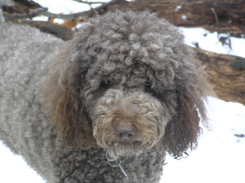 Standard poodle