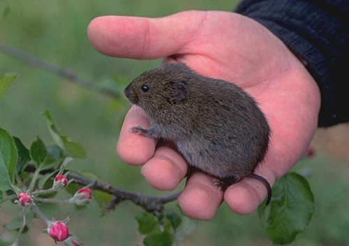 Vole in human hand