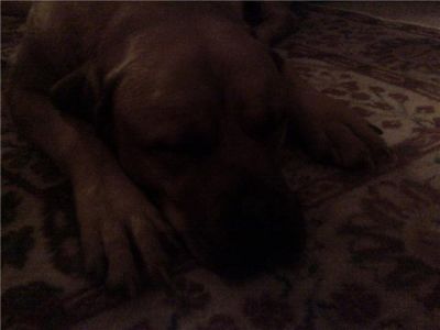 Daisy The Dog