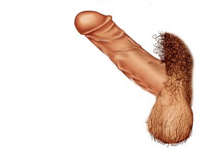 Male penis erection with hair