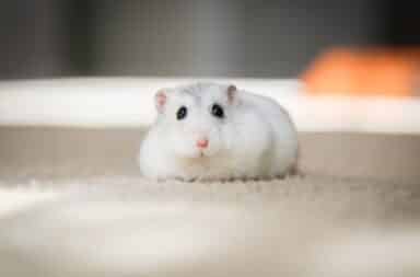 White hamster sitting down