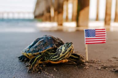 Americans are rude - turtle holding USA flag