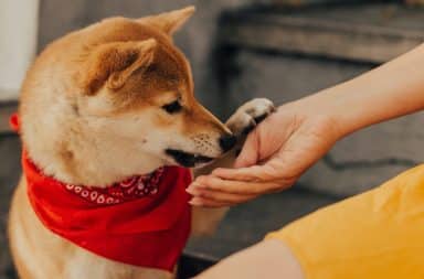 Communist dog wearing a red bandana