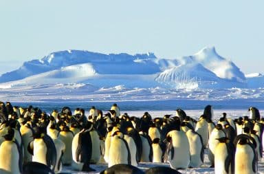 Penguins next to a glacier for size reference