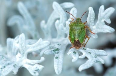 Stink bug on a plant