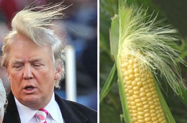 Donald Trump corn stalk hair