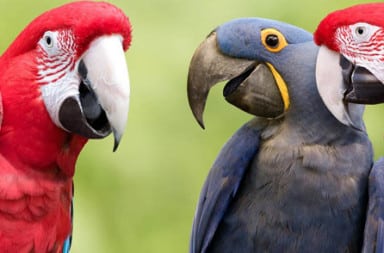 Three colorful parrots