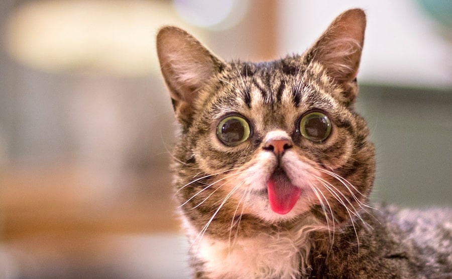 Lil Bub the cat