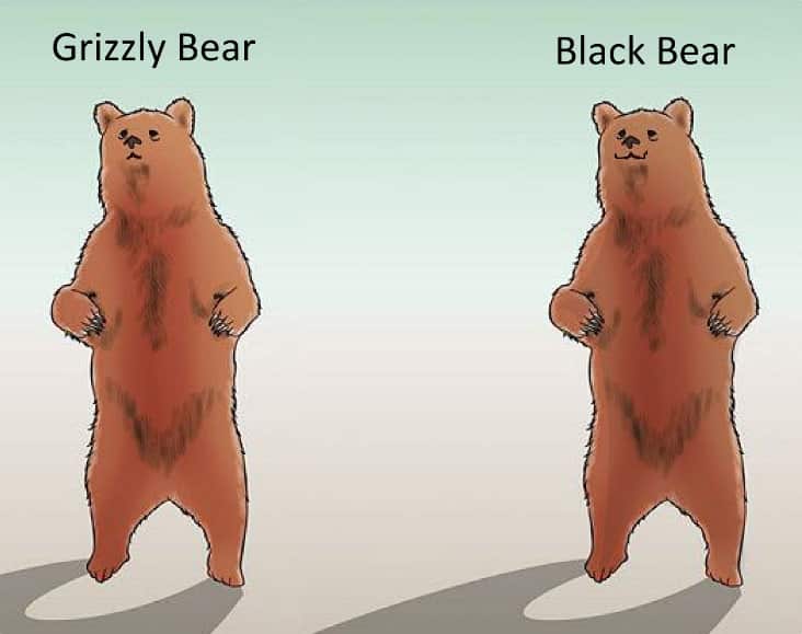 Black bear vs grizzly bear