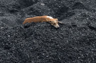 Dog laying in a pile of coal