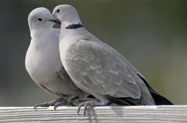 Two turtle doves