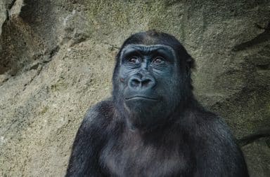 Gorilla looking up happy