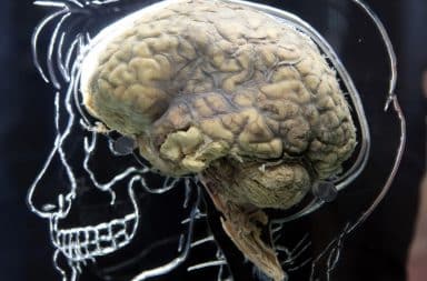 Human brain against a chalk sketch of human head