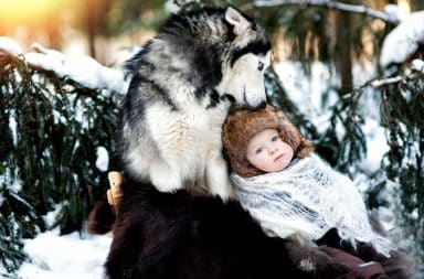 Wolf holding human baby