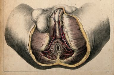 Perineum anatomy view