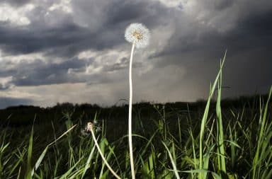 Sad dandelion in a field alone