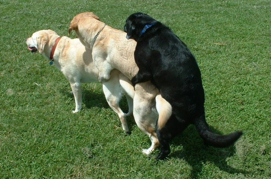 Three dogs humping in line