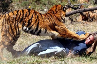 Tiger attacking man on the ground